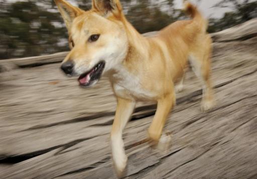Backlash as Australia kills dingoes after Canadian backpacker's death