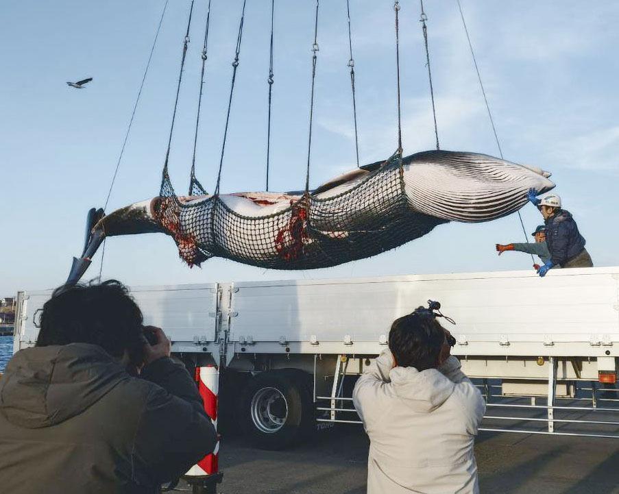 Japan lands 1st catch of year as whaling season begins off Hokkaido
