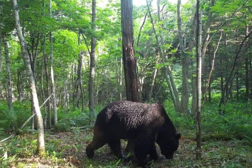 Japanese police amend rules to allow officers to use rifles against bears