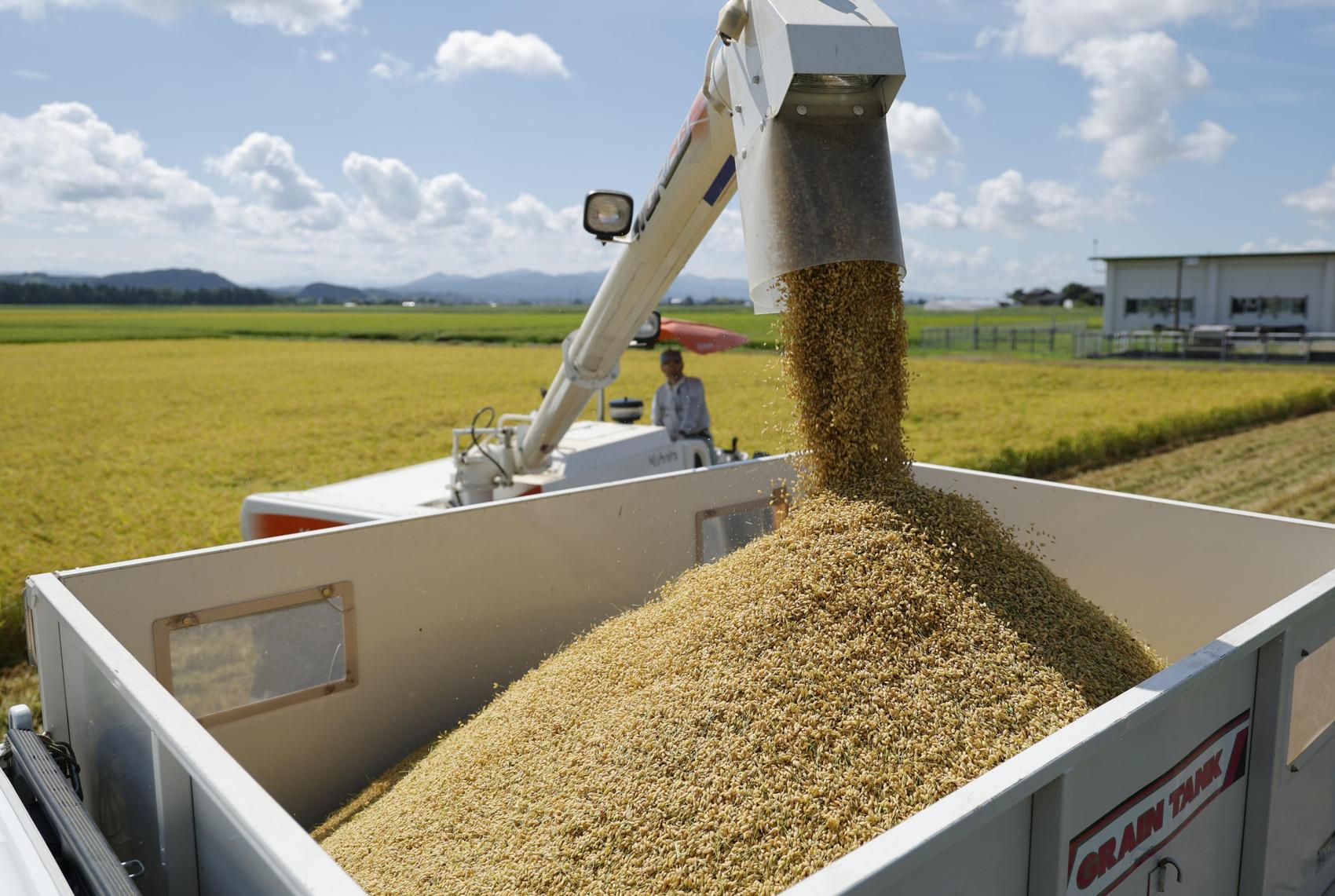 Japan rolls back rice output expansion, sets 2026 target based on demand