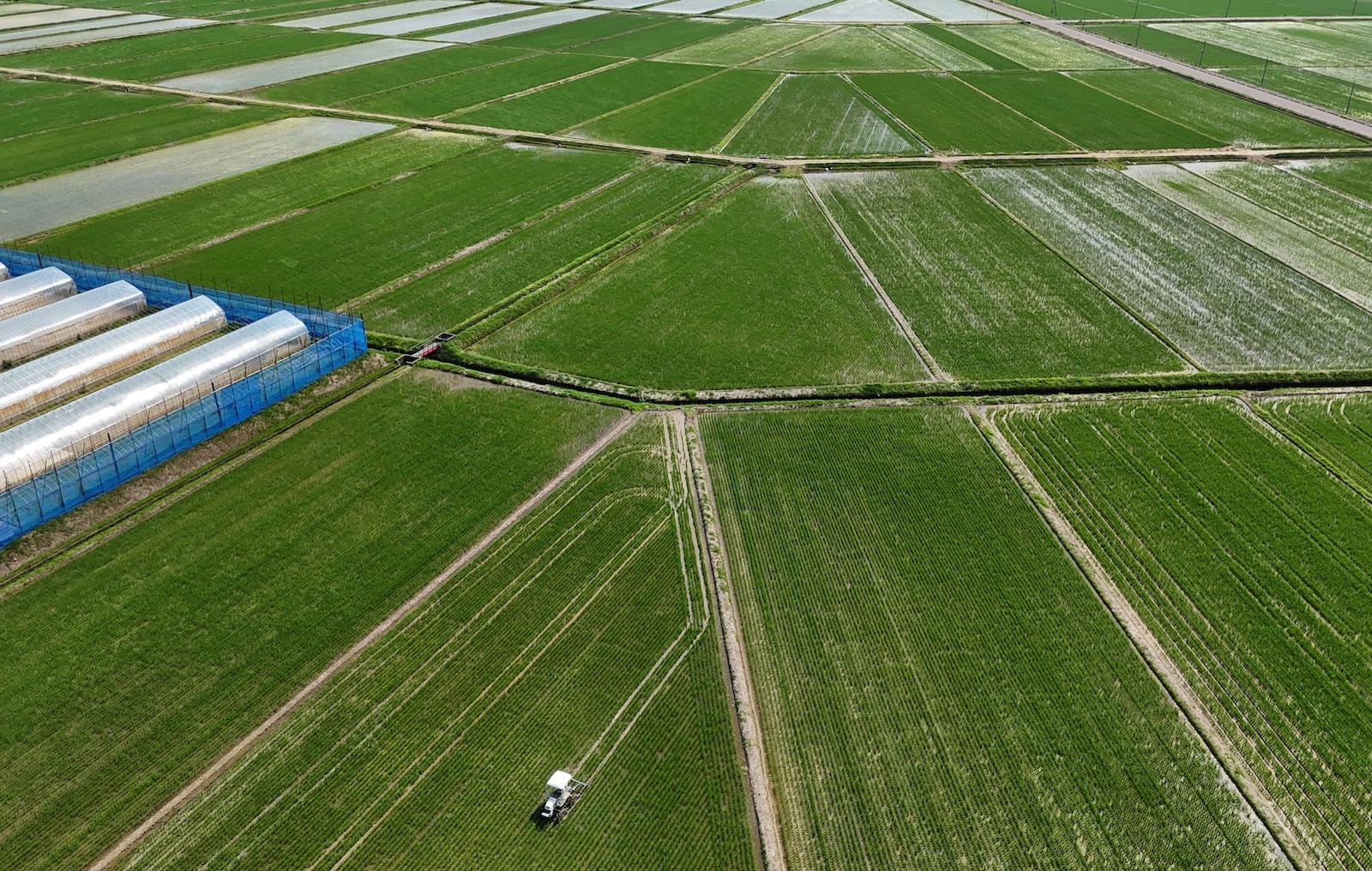Japan rice demand estimated at 7.11 mil tons; production increase expected