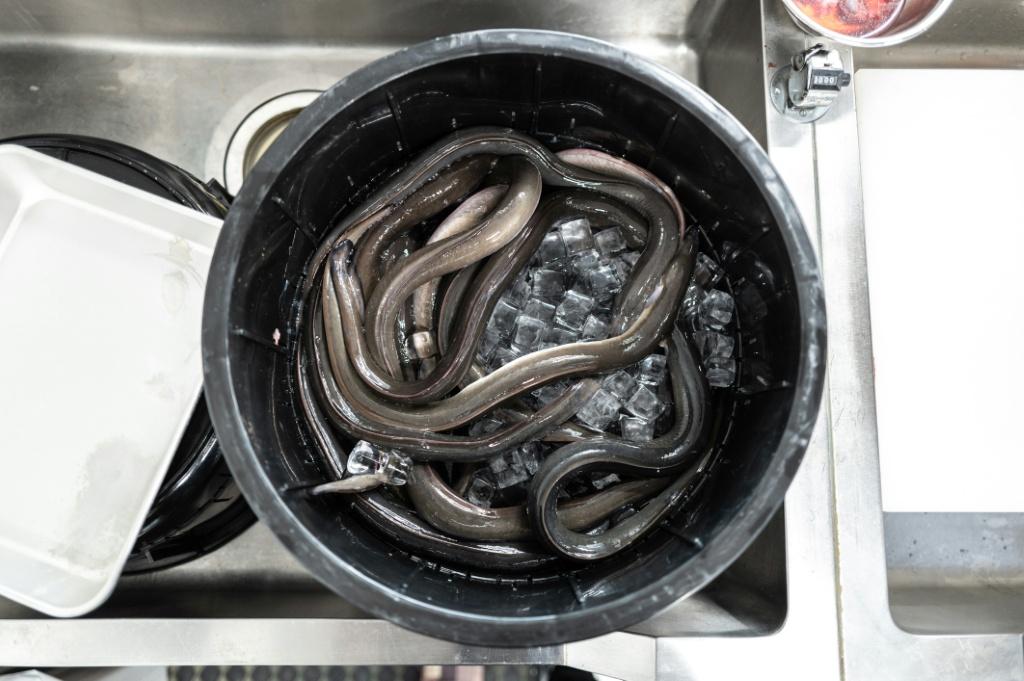 Japan to sell eels bred in captivity for first time